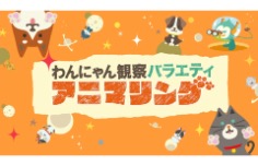 わんにゃん観察バラエティ アニマリング